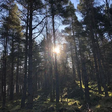 Treespeed; forest bathing with Highland Quietlife