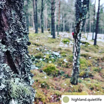 Treespeed; forest bathing with Highland Quietlife