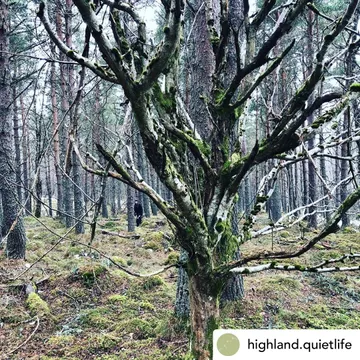 Treespeed; forest bathing with Highland Quietlife